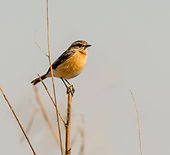 African Stonechat