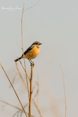 African Stonechat