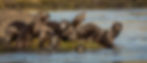 Freshwater otters