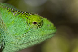 Madagascar Chameleon