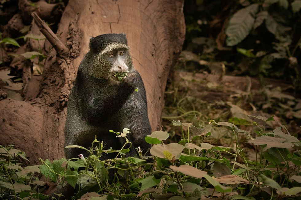 Blue Monkey