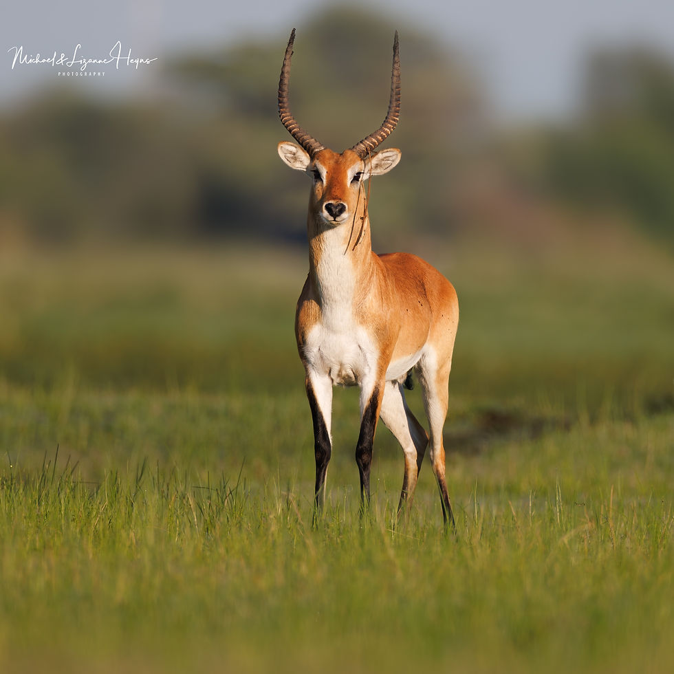 Lechwe