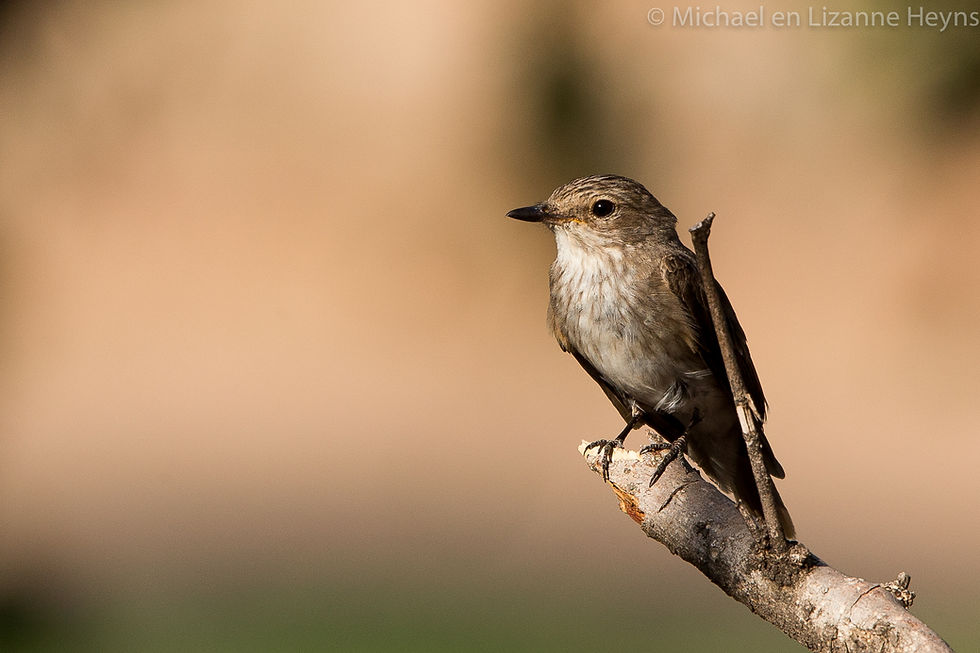 Flycatcher Spotted