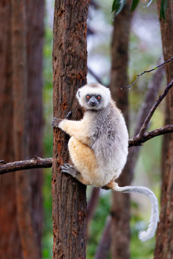 Madagascar Lemurs