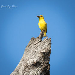 Yellow Weaver