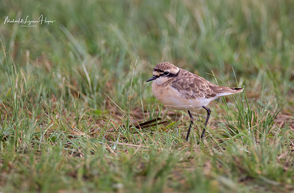 Kittlitz's Plover