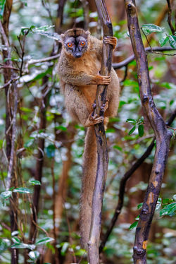 Madagascar Lemurs