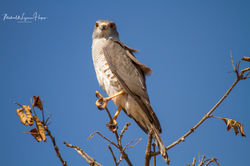African Goshawk
