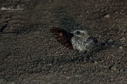 Square-tailed Nightjar