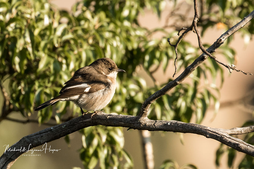 Flycatcher Fiscal