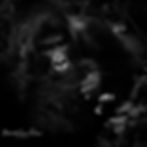Mountain Gorillas