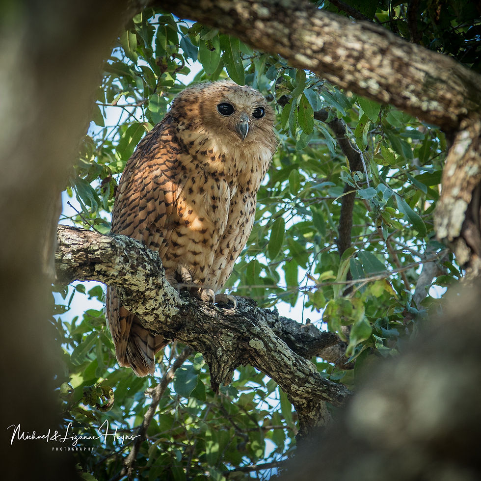 Fishing-owl Pel's