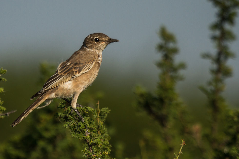 Flycatcher Chat