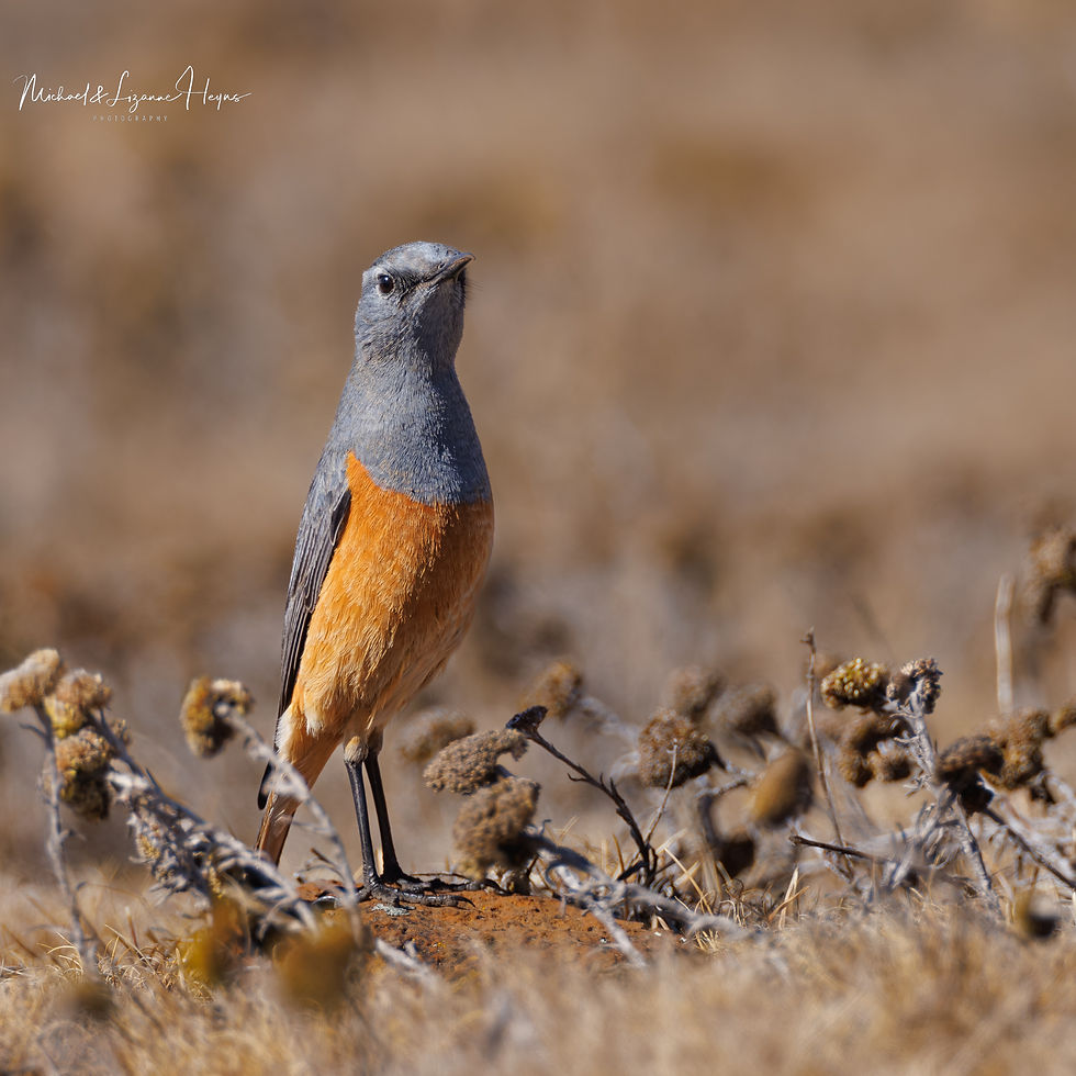 Sentinel Rock Thrush-1-5