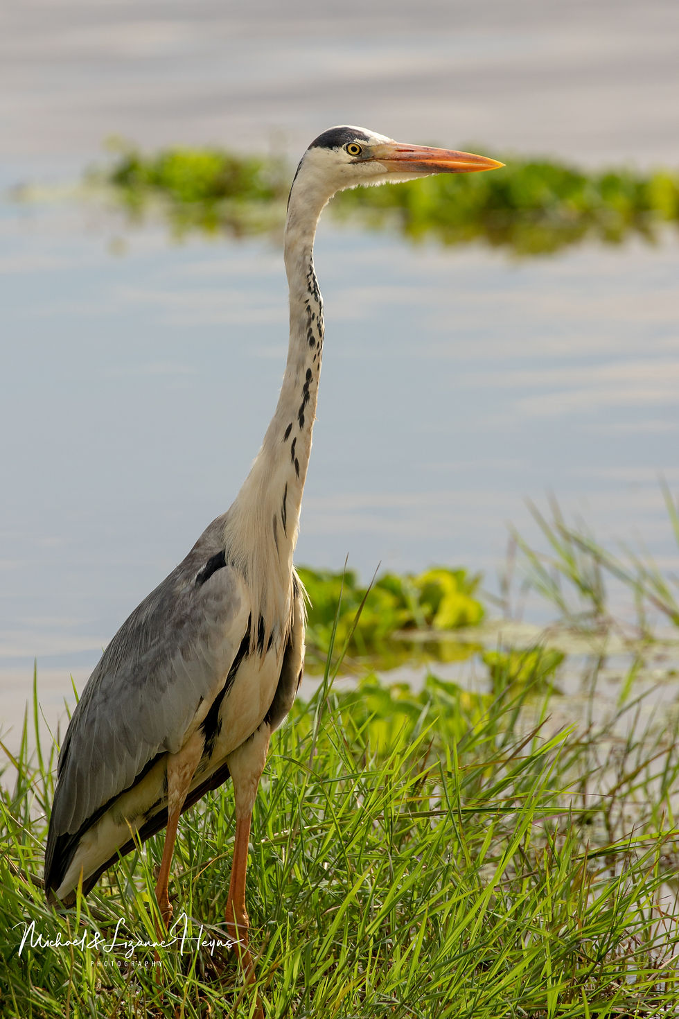 Heron Grey