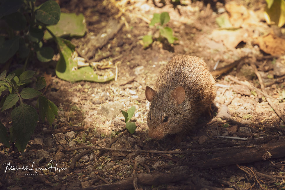 Rat