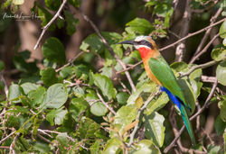 White-fronted Bee-eater
