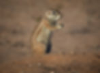 Ground Squirrel
