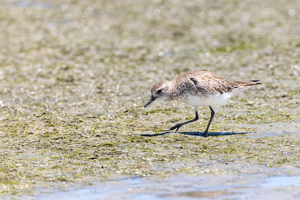 Grey Plover