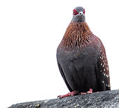 Rock Pigeon