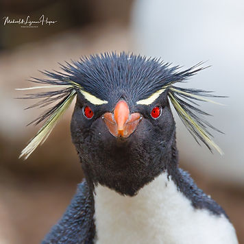 Southern Rockhopper Penguin