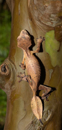 Madagascar Geckos