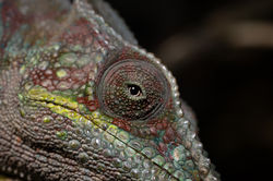 Madagascar Chameleon