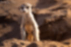 Meerkat