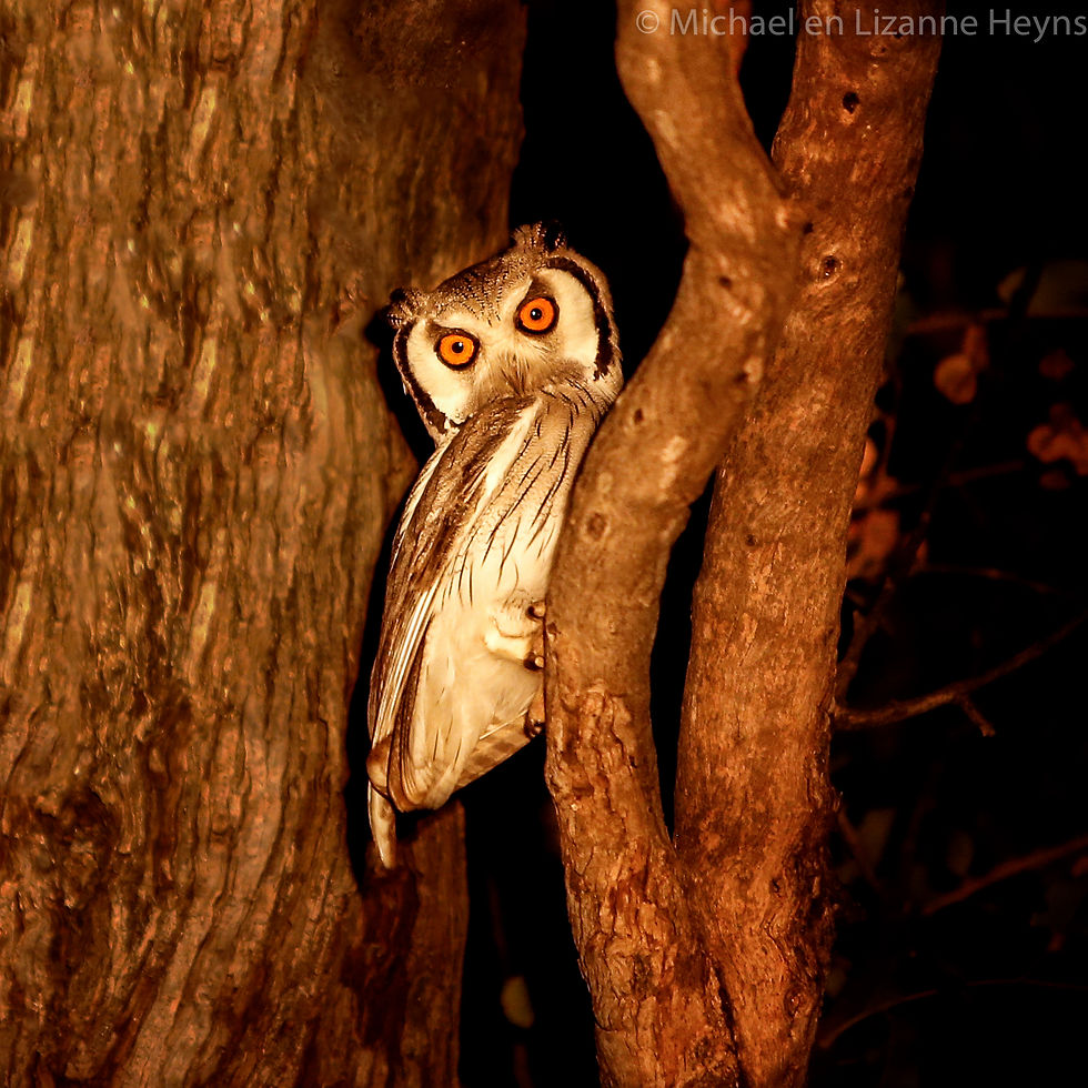 Owl Southern white-faced