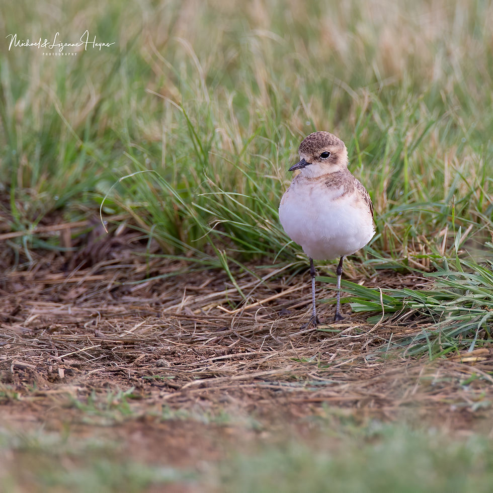 Kittlitz's Plover Juvenile