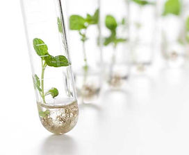 Tech 12 Test Tube Plants.jpg