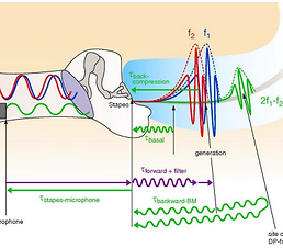 Spontan Otoakustik Emisyon Karakteristik Özellikleri