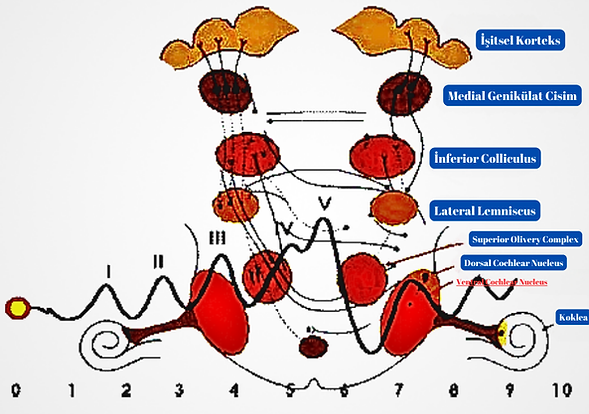 işitsel korteks, abr, abr dalgalarının, anatomik şematizasyonu, medial genikülat cisim, inferior colliculus, lateral lemniscus, superior olivery complex, dorsal cochlear nucleus, ventral cochlear nucleus, koklea, cochlea, elektrofizyoloji, odyoloji, işitsel uyarılmış potansiyeller