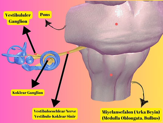 8. kranial sinir, vestibulocochlear nerve, vestibülo-koklear sinir-koklear ganglion, vestibuler ganglion, pons, miyelansefalon, arka beyin