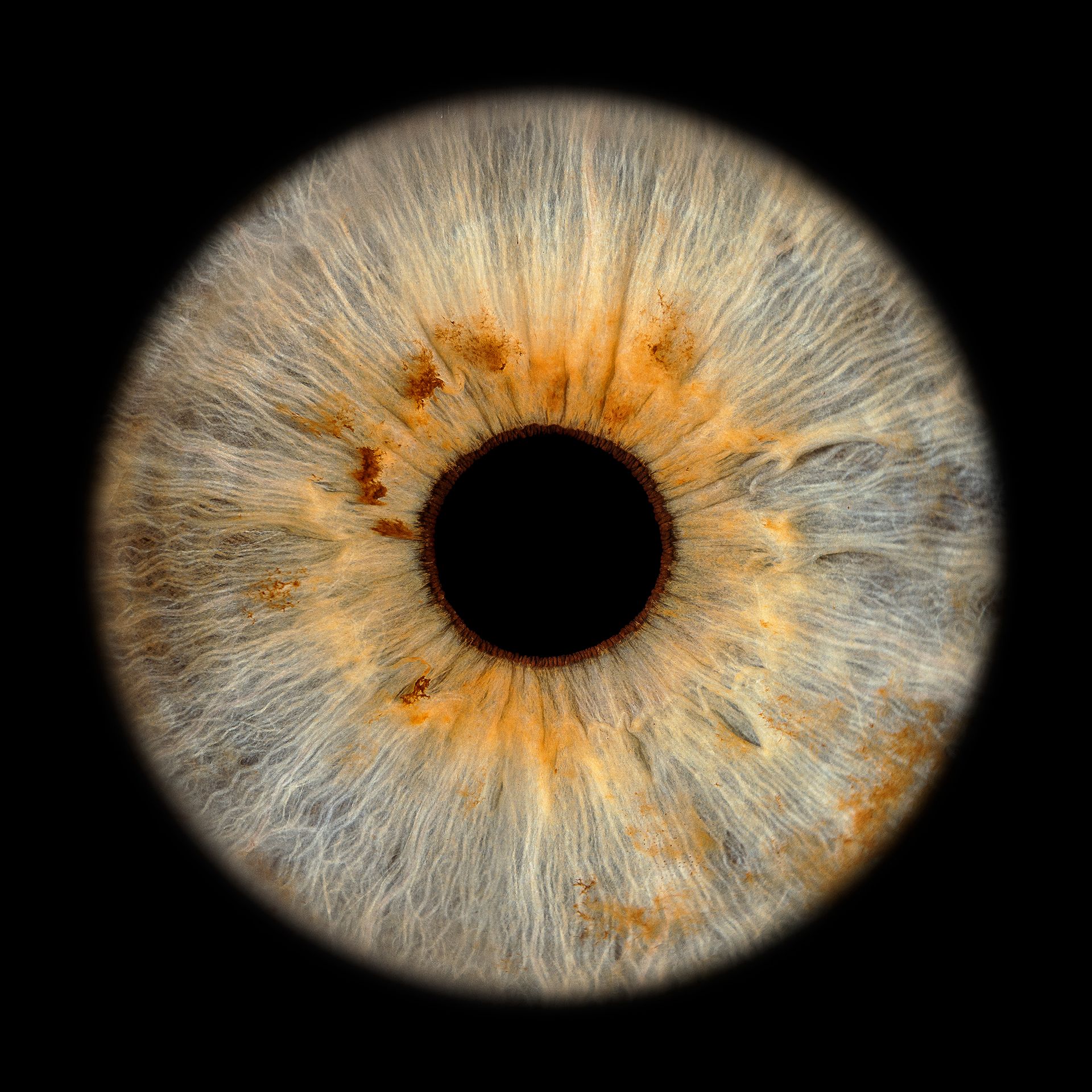 Die gleiche Iris haben wir von Iris Foto Schweiz fotografiert