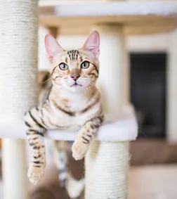 Cat Resting.webp