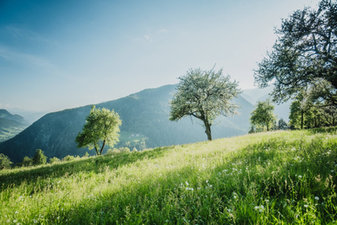 Blühende Wiesen und Apfelbäume vom Telfnerhof