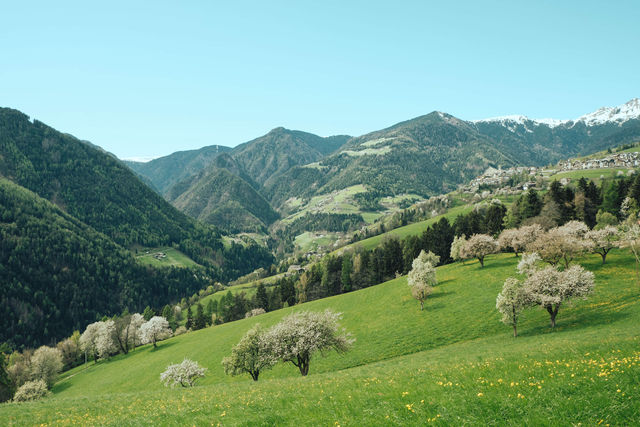 Meli in fiore nel frutteto del Telnferhof in primavera