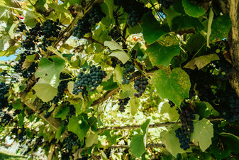 Weinreben und Laube im Garten vom Telfnerhof