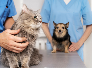 Por qué esterilizar y castrar es importante
