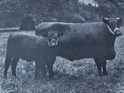 Lincoln Red Cattle