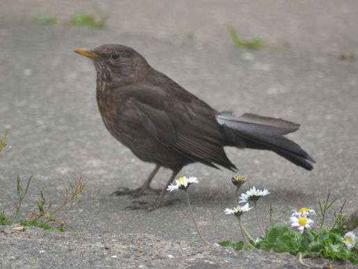 female blackbird