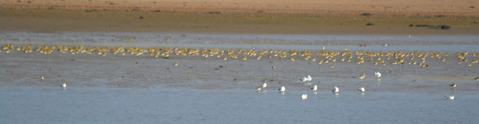 Golden Plover on riverside mud