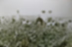 Men and women stood in a field of woad just below their wastes picking it into baskets