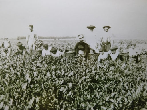 Woad harvesters
