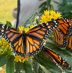 Monarch