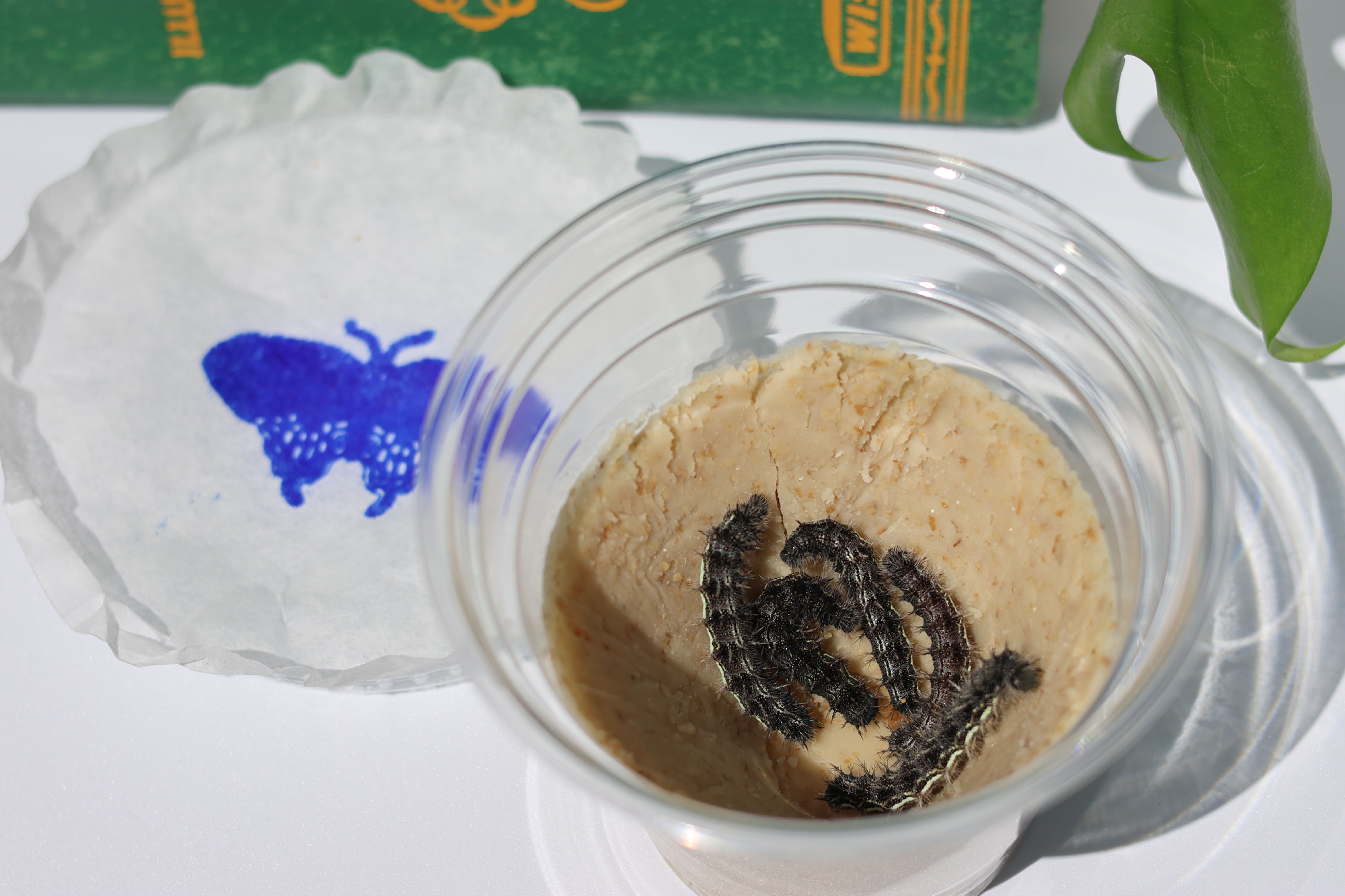 Pre-Order 2026 Painted Lady Butterfly Kit