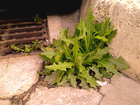 Rudeiras: desvendando plantas bioindicadoras