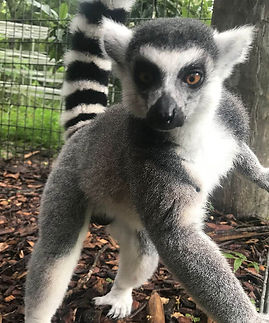 KJ_King Julian.jpeg