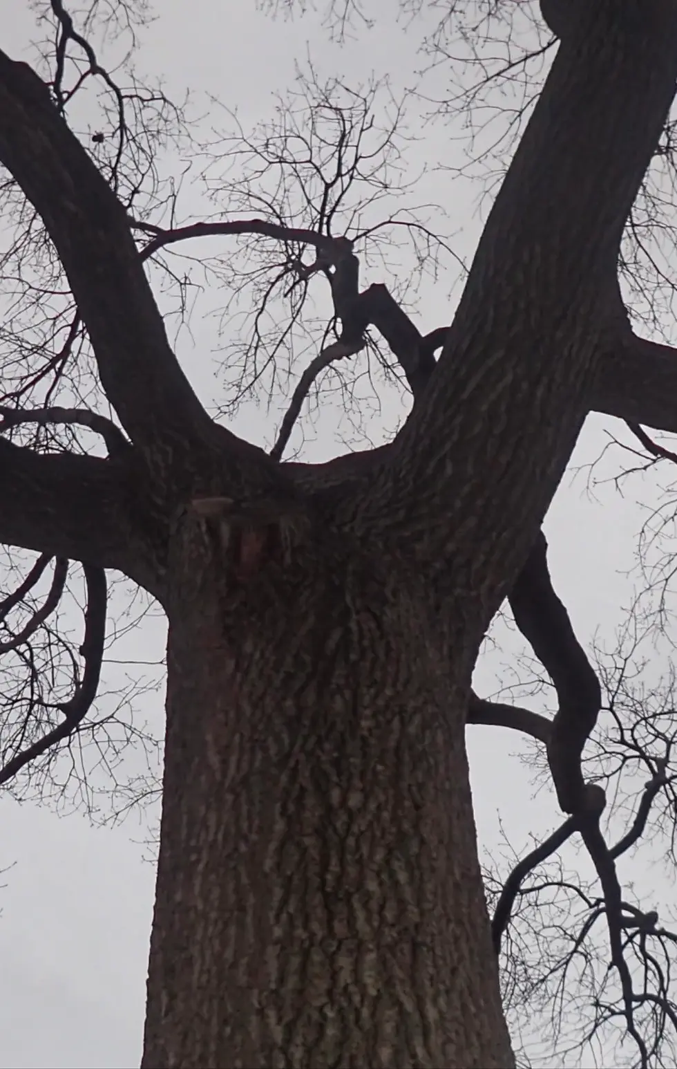 Thumbnail: Ancient Wisdom of  the Tree People Reading , Messages from the Trees